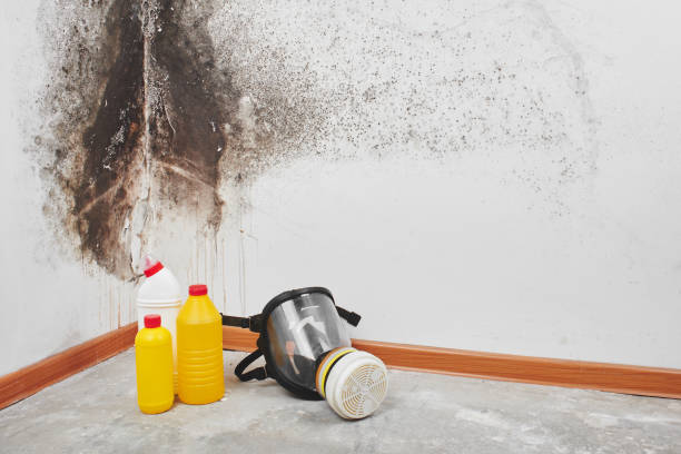 Best Industrial Mold Remediation in Panthersville, GA