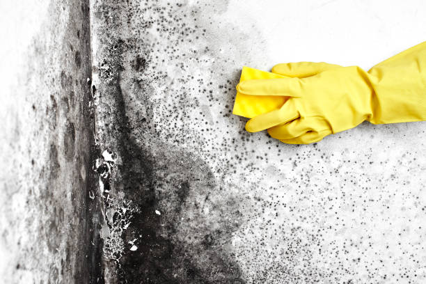 Best Mold Remediation for Specific Building Types in Panthersville, GA