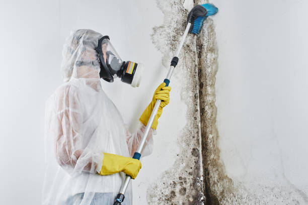 Best Mold Testing and Inspection Services in Panthersville, GA