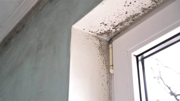 Best Health and Safety Mold Remediation in Panthersville, GA