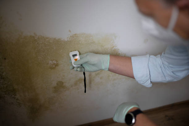 Best Attic Mold Remediation in Panthersville, GA