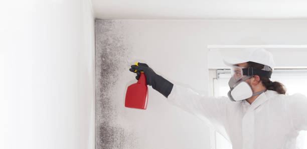 Panthersville, GA Mold Remediation Company