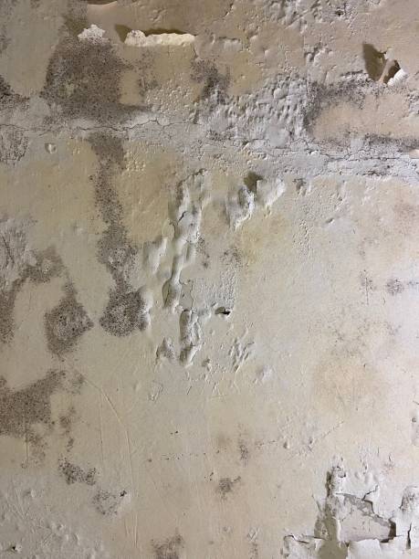 Best White Mold Remediation in Panthersville, GA