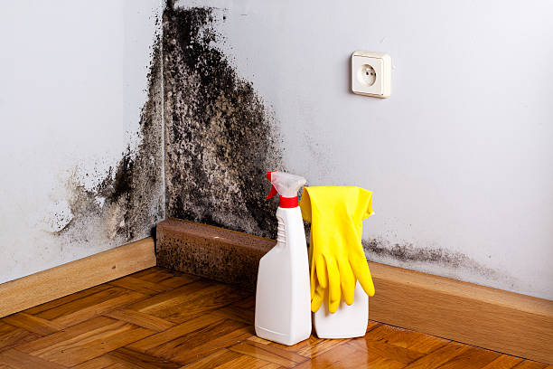 Professional Mold Remediation in Panthersville, GA