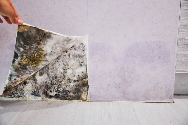 Best Insurance-Related Mold Remediation in Panthersville, GA